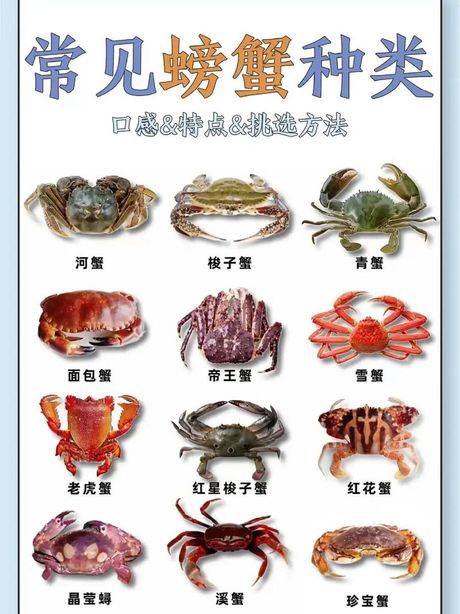 河蟹吃什么食物怎么养？
