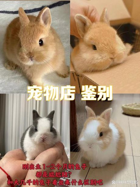 侏儒兔：小巧可爱的伴侣，价格知多少