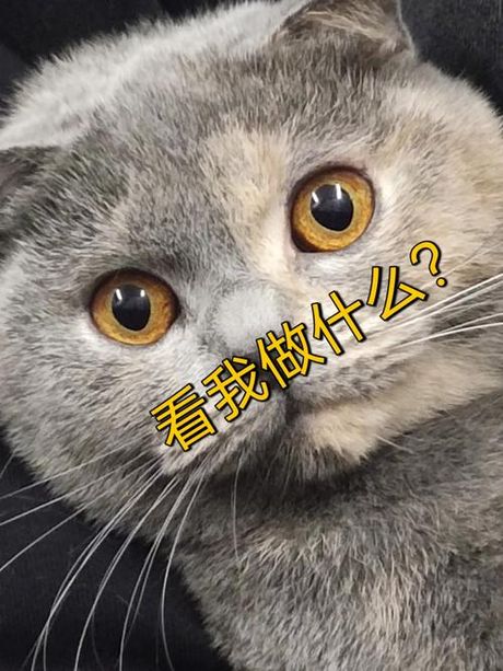 米修是什么意思