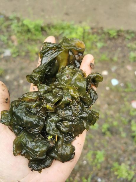 地木耳怎么清洗，地木耳的正确清洗方法