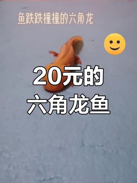 六角恐龙鱼多少钱一条，六角恐龙鱼价格信息