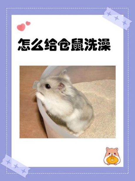 仓鼠可以洗澡吗？