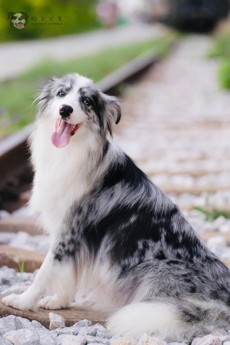 陨石边境牧羊犬：独特魅力与神秘色彩