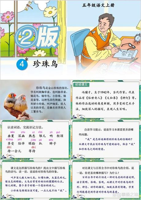 珍珠鸟ppt，珍珠鸟 PPT 简介