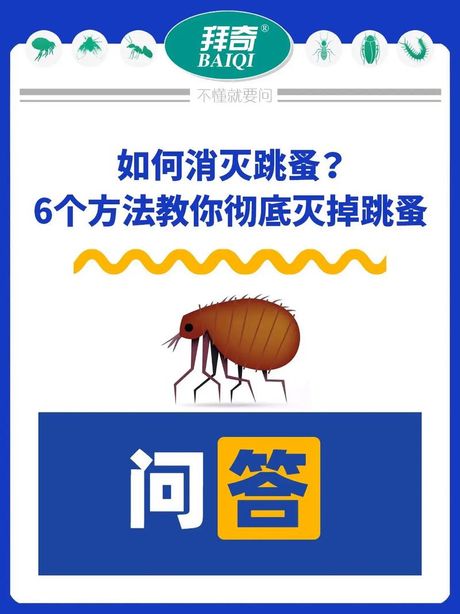 自制消灭跳蚤的简单方法