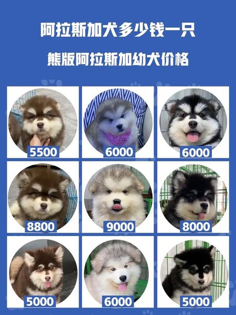 巨型阿拉斯加幼犬的价格揭秘