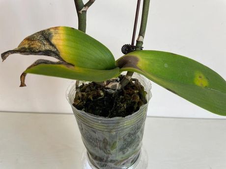 蝴蝶兰花苞枯萎的原因