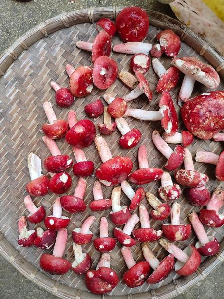 广西红蘑菇：价格与特点