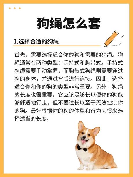 如何正确给狗带链