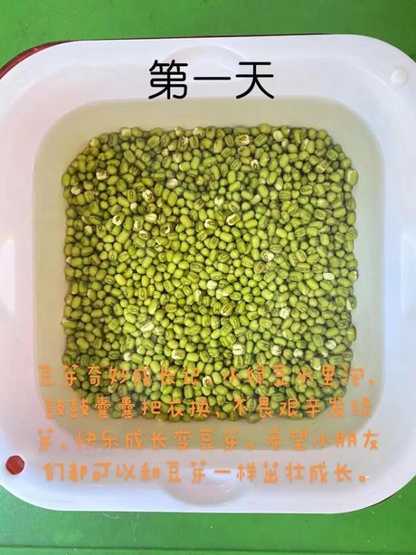 绿豆发芽：从种子到嫩芽的转变