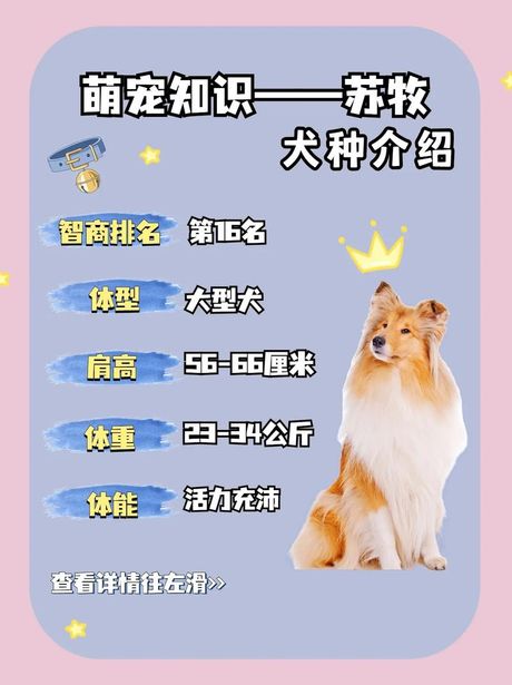 苏牧犬价格指南