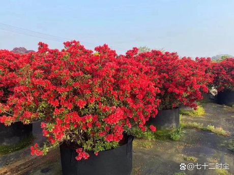 火烈鸟为什么是红色，火烈鸟为什么是红色的？