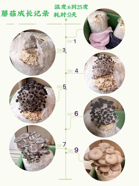 《我的世界》蘑菇种植指南
