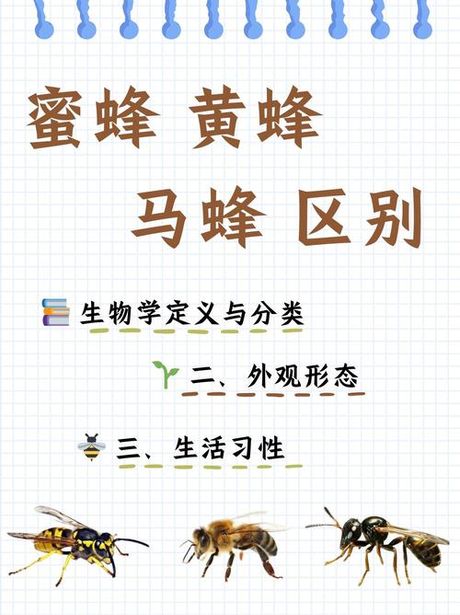 适婚：社会与生物学的交汇