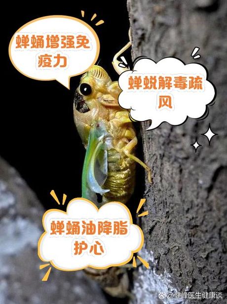 婵是什么意思