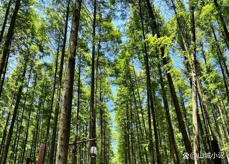南川：山城重庆的绿色明珠