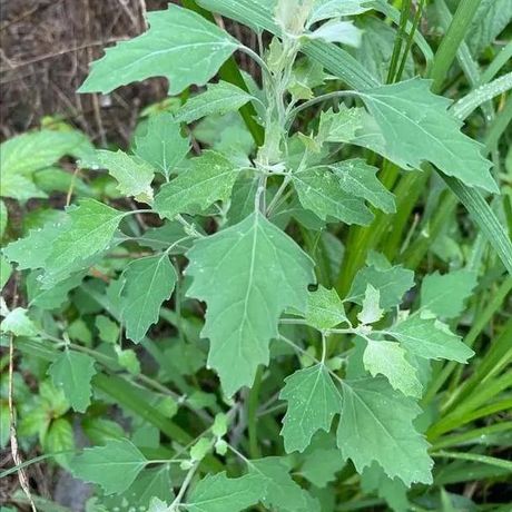 灰菜：营养丰富的野生蔬菜