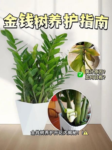 金钱树的繁殖方法