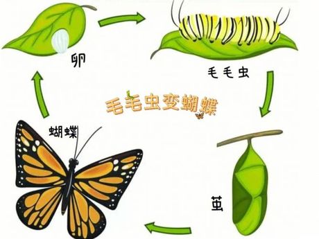 蝶变：从毛毛虫到绚烂蝴蝶的华丽转变