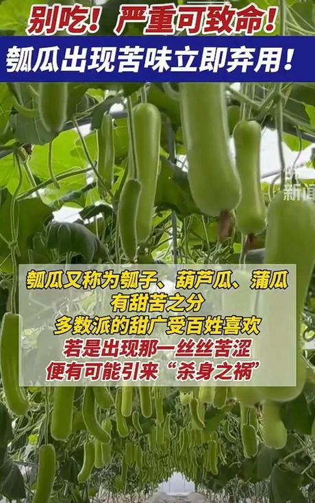 葫芦瓜为什么会苦