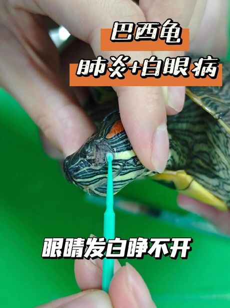巴西龟眼睛肿了睁不开怎么办？