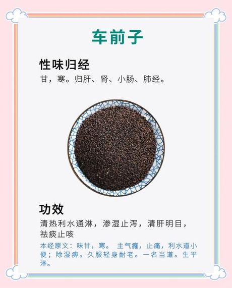 车前子的药效，车前子的药效解析