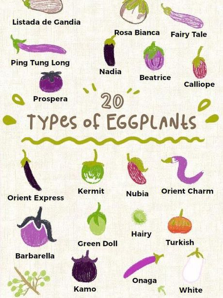 茄子英文名称“eggplant”的正确读音