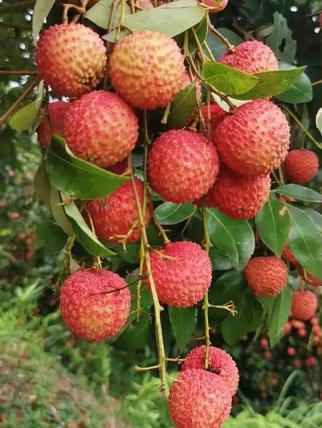 荔枝之乡：探寻这个甜蜜名字的起源
