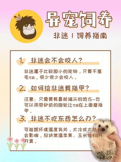 刺猬的价格与选择指南