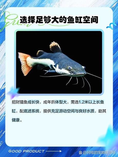 招财猫鱼怎么养，招财猫鱼的养护指南