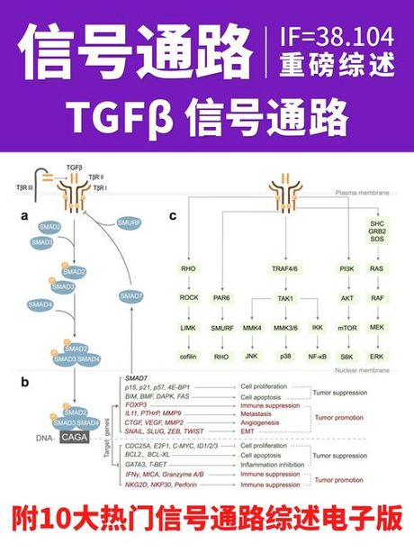 通路：生物学中的信息高速公路
