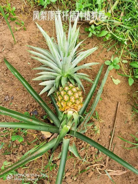 菠萝种植全攻略
