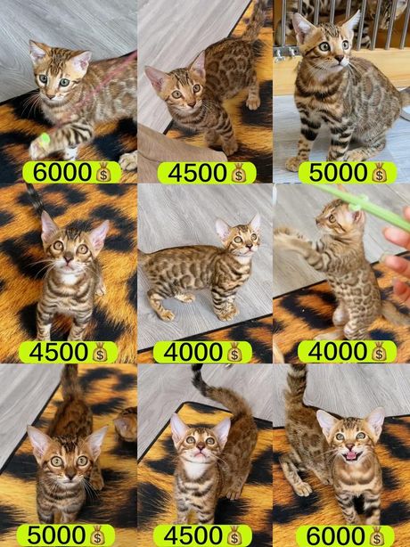 豹猫多少钱，豹猫价格概述