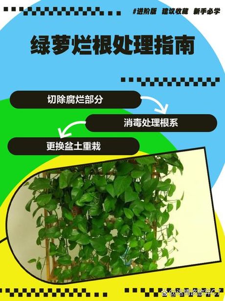 绿萝根部发黑腐烂怎么办，绿萝根部发黑腐烂处理方法