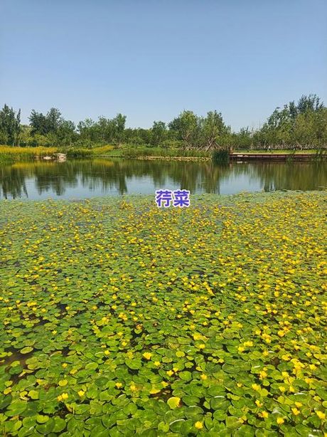 荇菜怎么读音，荇菜的读音