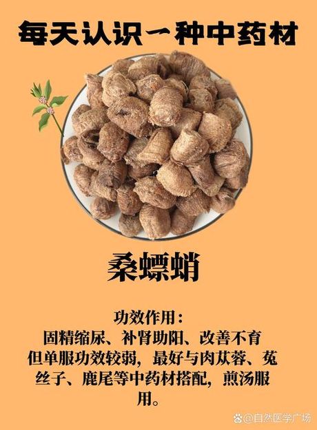 桑螵蛸：中药材的奇异之旅