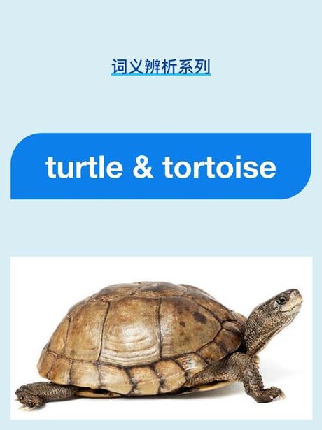 探索乌龟的英文名称：Turtle