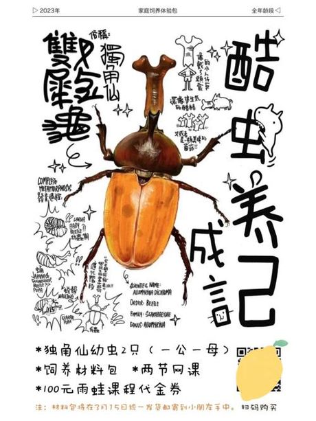 独角仙的饲养指南