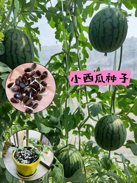 西瓜籽的种植艺术