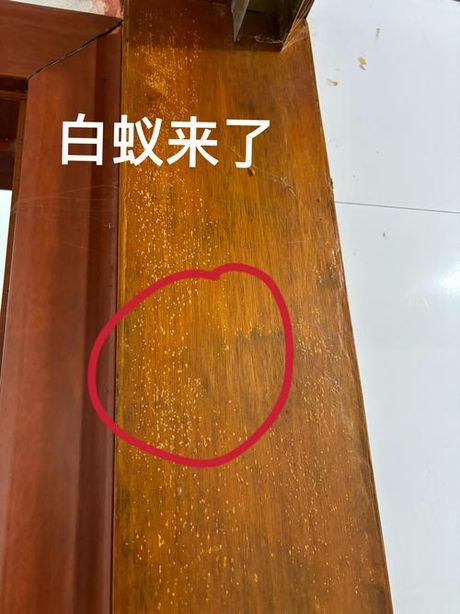 家里有白蚁怎么办？