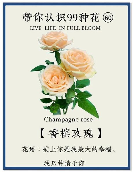 香槟玫瑰花语：优雅与深情的象征