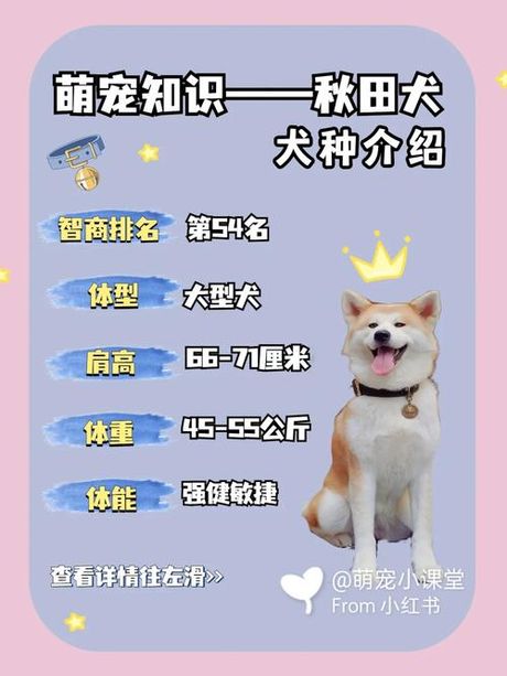 秋田犬价格揭秘