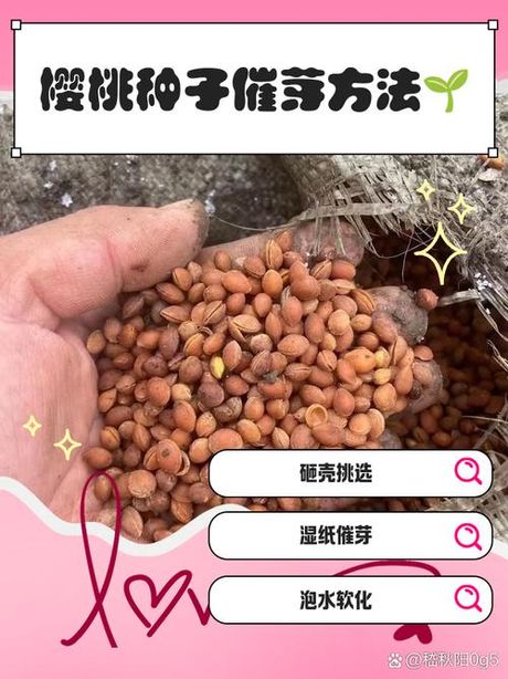 樱桃种子怎么发芽