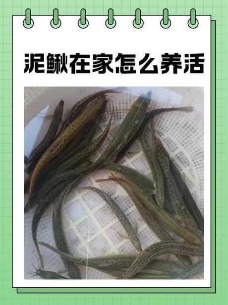 泥鳅怎么养，泥鳅家庭养殖全攻略