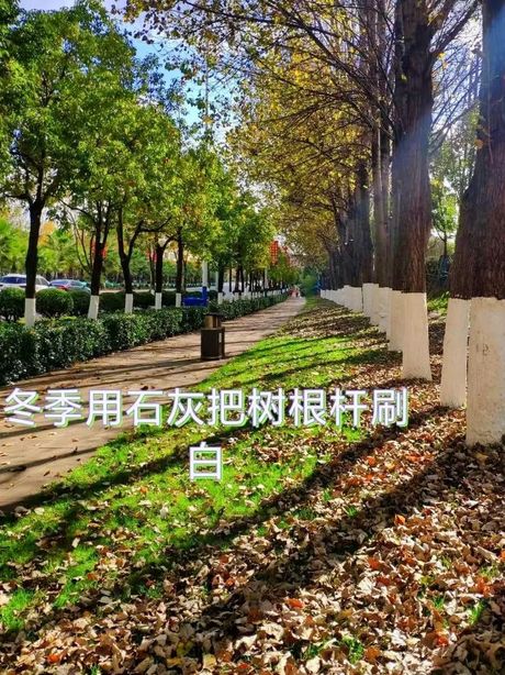 树为什么要刷石灰：保护树木的奥秘