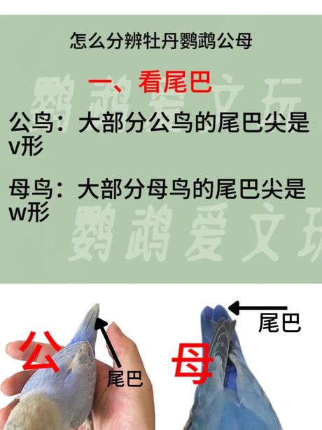 牡丹鹦鹉怎么分公母，如何区分牡丹鹦鹉的公母