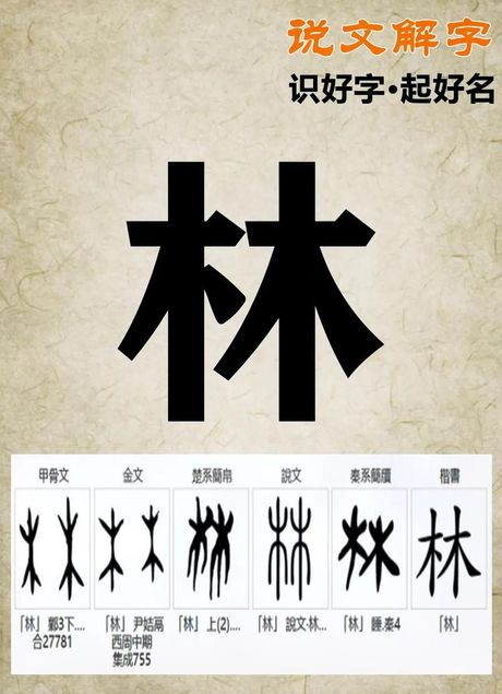 林拼音怎么写，林拼音的怎么写