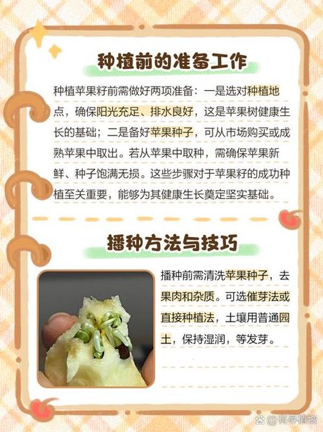苹果种子怎么种