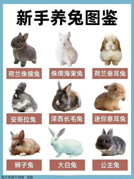 养宠物兔，宠物兔养殖现状与技术发展分析