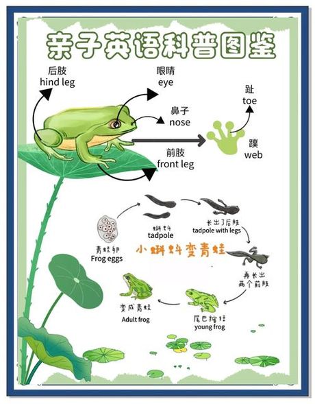 蝌蚪多久变成青蛙，蝌蚪变成青蛙的时间